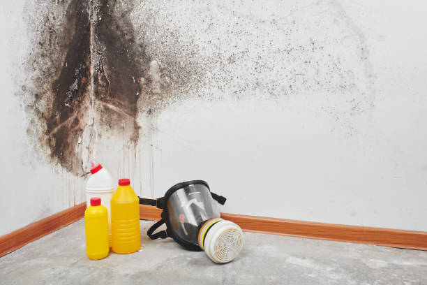 Why You Should Choose Our Mold Remediation Services in Ship Bottom, NJ